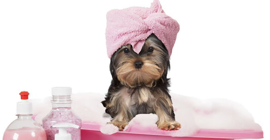 Introducing your puppy to grooming