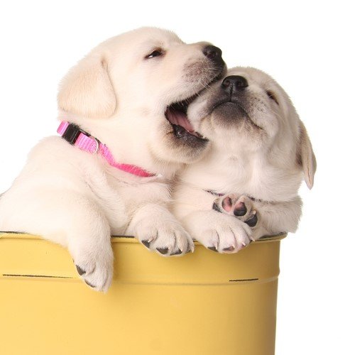 Puppy Mouthing Explained