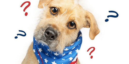 Dog training – Private lesson v Group classes, which is right for you and your dog.
