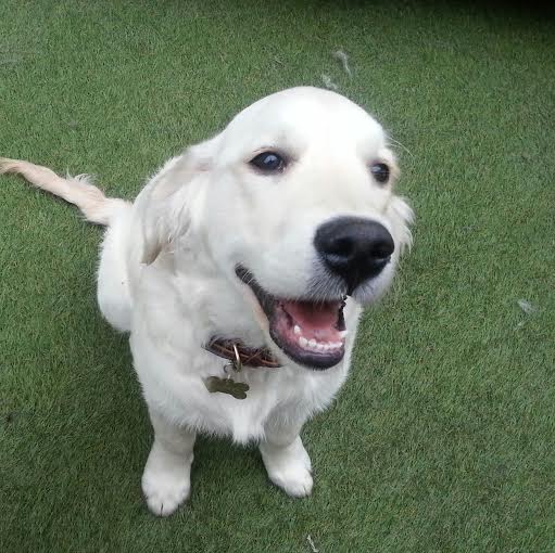 PUPPY LOVE “ HOW TO BUILD CONFIDENCE IN A BUSY WORLD.