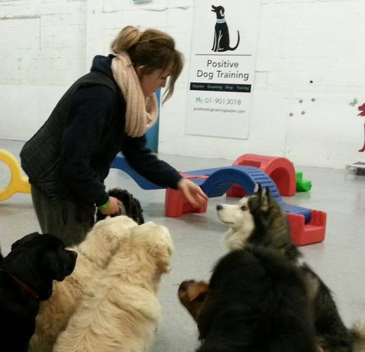 What can and should day-care do for your dog?