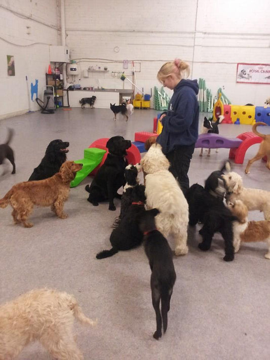 If your dog could choose its own day-care, what would they choose?