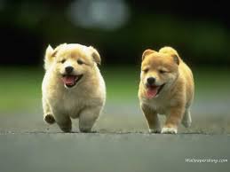Puppy Socialisation - Part 1