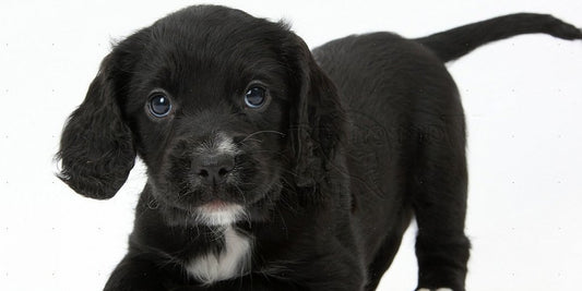 Puppy Socialisation - Part 2