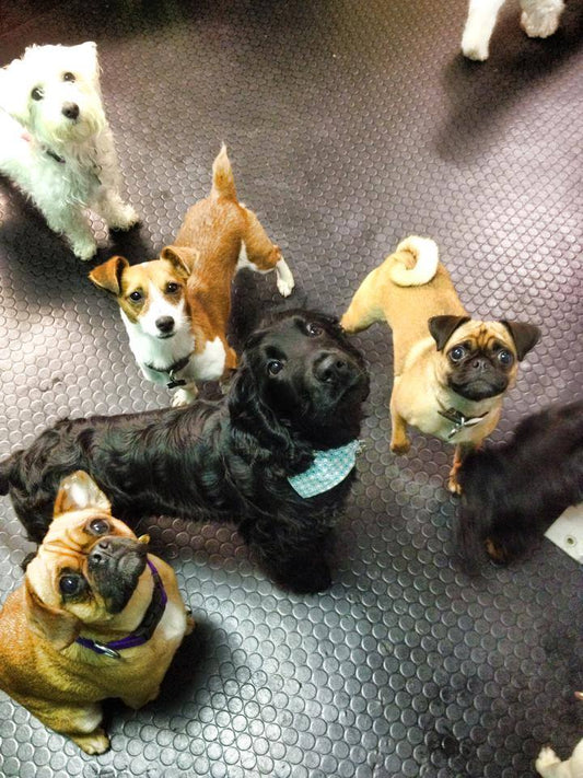 Puppy Classes & Socialisation