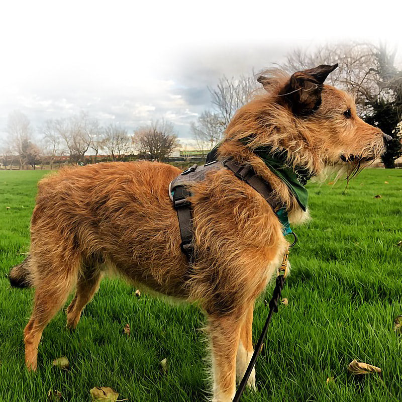 In Line - Non Pull Harness