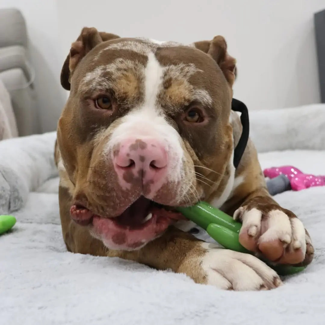 Cactus Cowboy - The Happy Staffy Co.