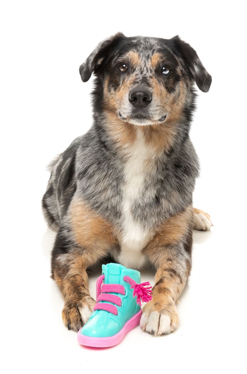 Fresh Kicks 'N' Licks - Interactive Chew Toy