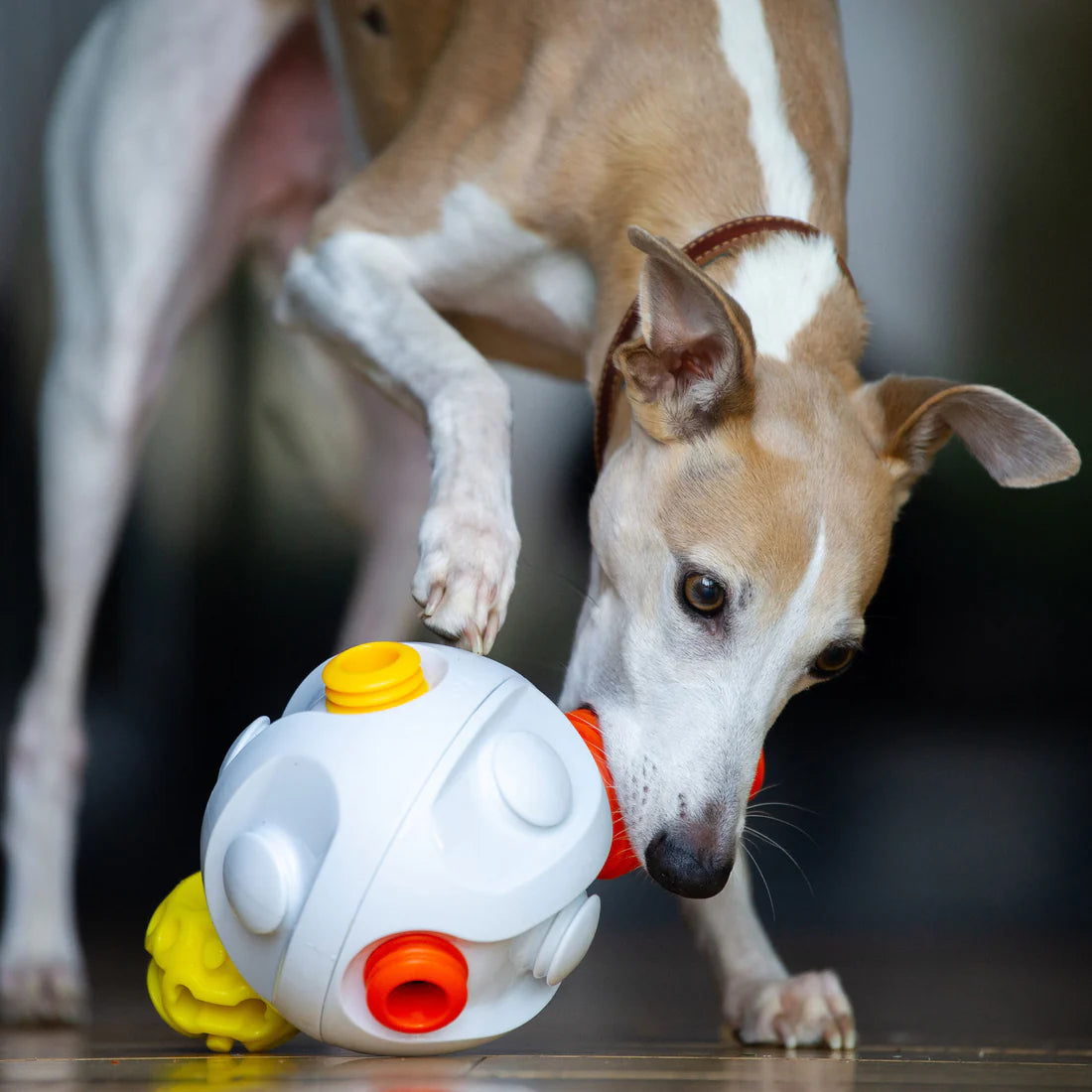 Kibble Connector - K9 Connectables Pro Dog Toy