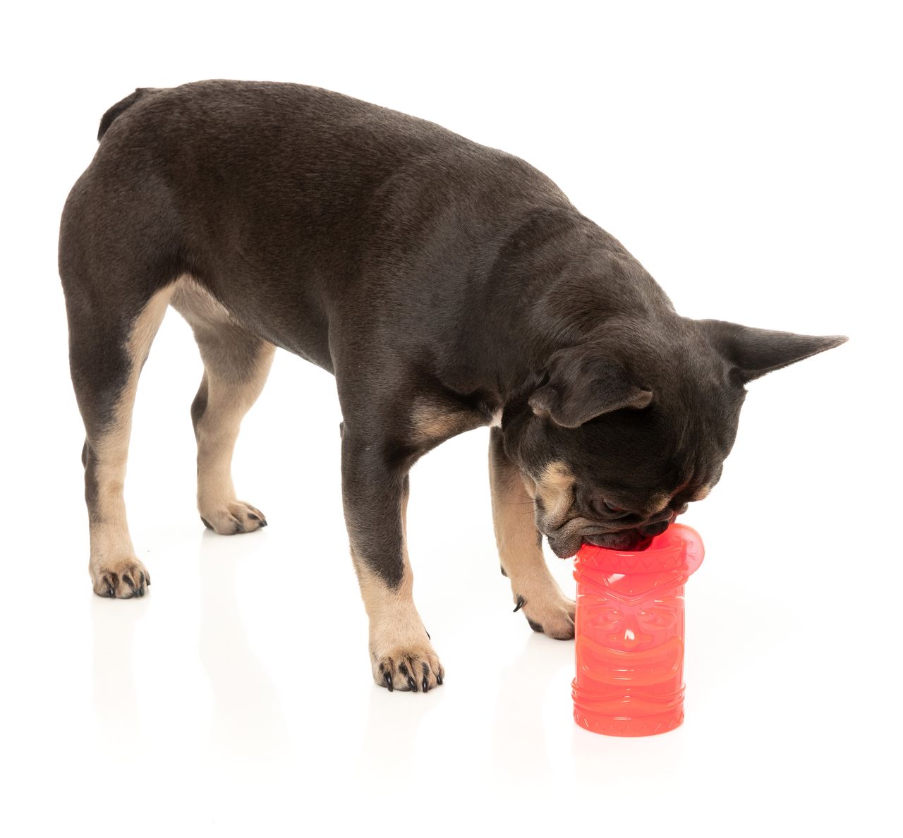 Pina Coolada Freeze - Interactive Chew Toy