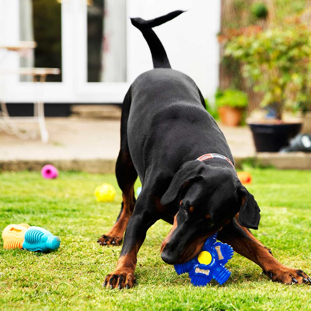 Brain Teaser - K9 Connectables Pro Dog Toy