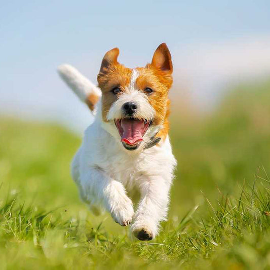 Every dog has positive potential