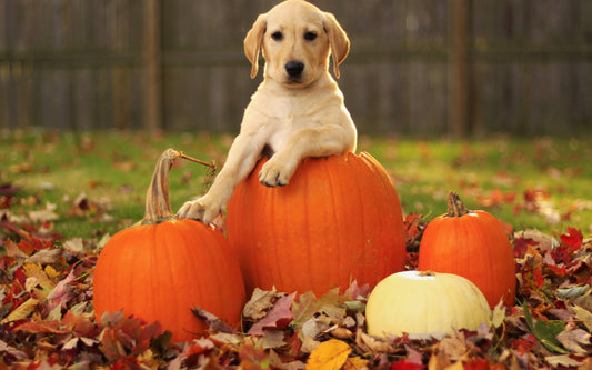 YOUR DOG AND HOW TO GET THROUGH THE HALLOWEEN SEASON