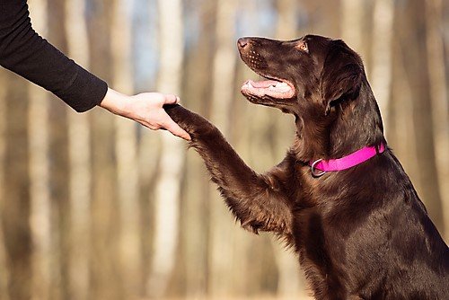 Dog training – The Good, The Bad and The Ugly