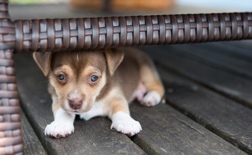 Thunderbolts and lightning – could be very very frightening for your dog