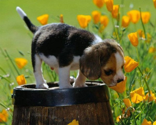 Your new puppy – A work in progress