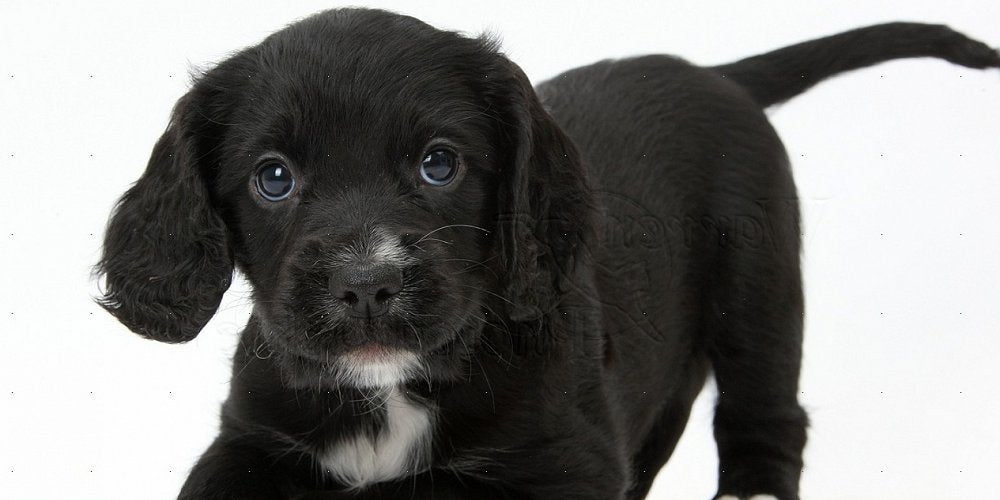 Puppy Socialisation - Part 2