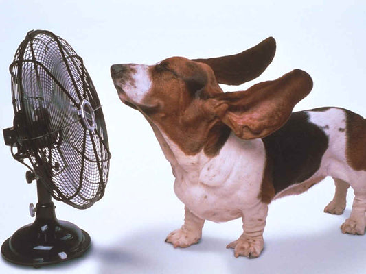 Top 10 tips to keep your dog cool this summer