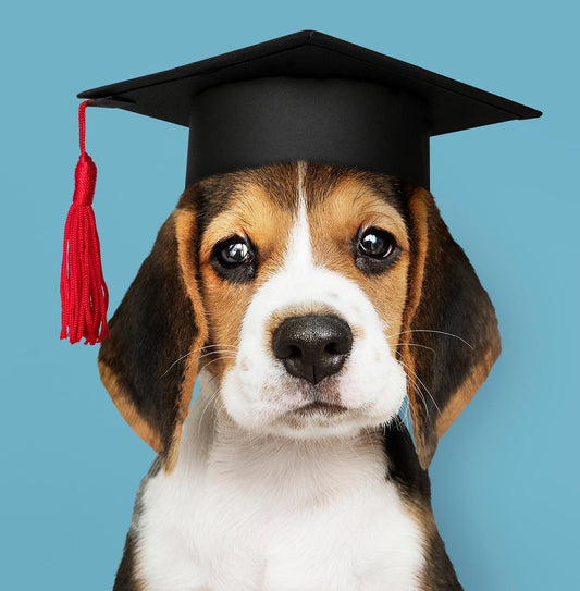 Puppy Pre School – 18th September at 7pm