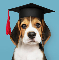 Puppy Pre School – 18th September at 7pm