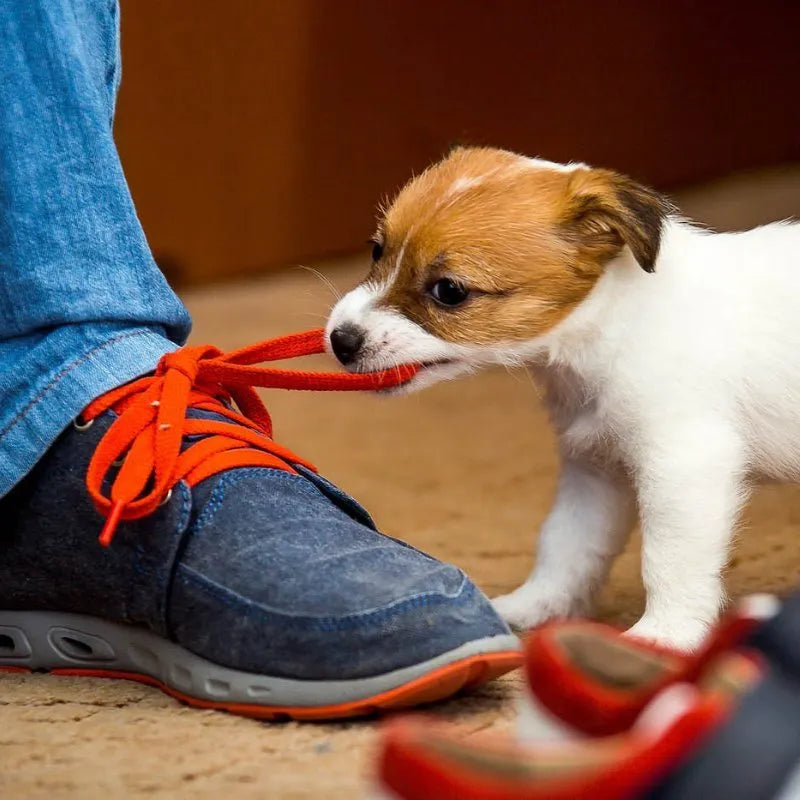 Private Training Consultation – Home Visit