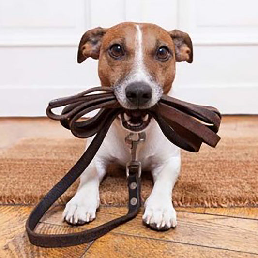 Loose Lead Masterclass – Saturday 23rd August at 12 noon.