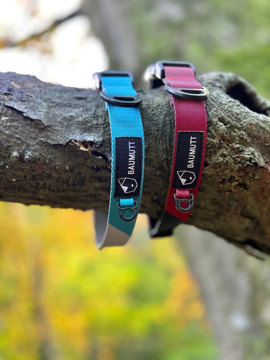 Baumutt Axis Dog Collar