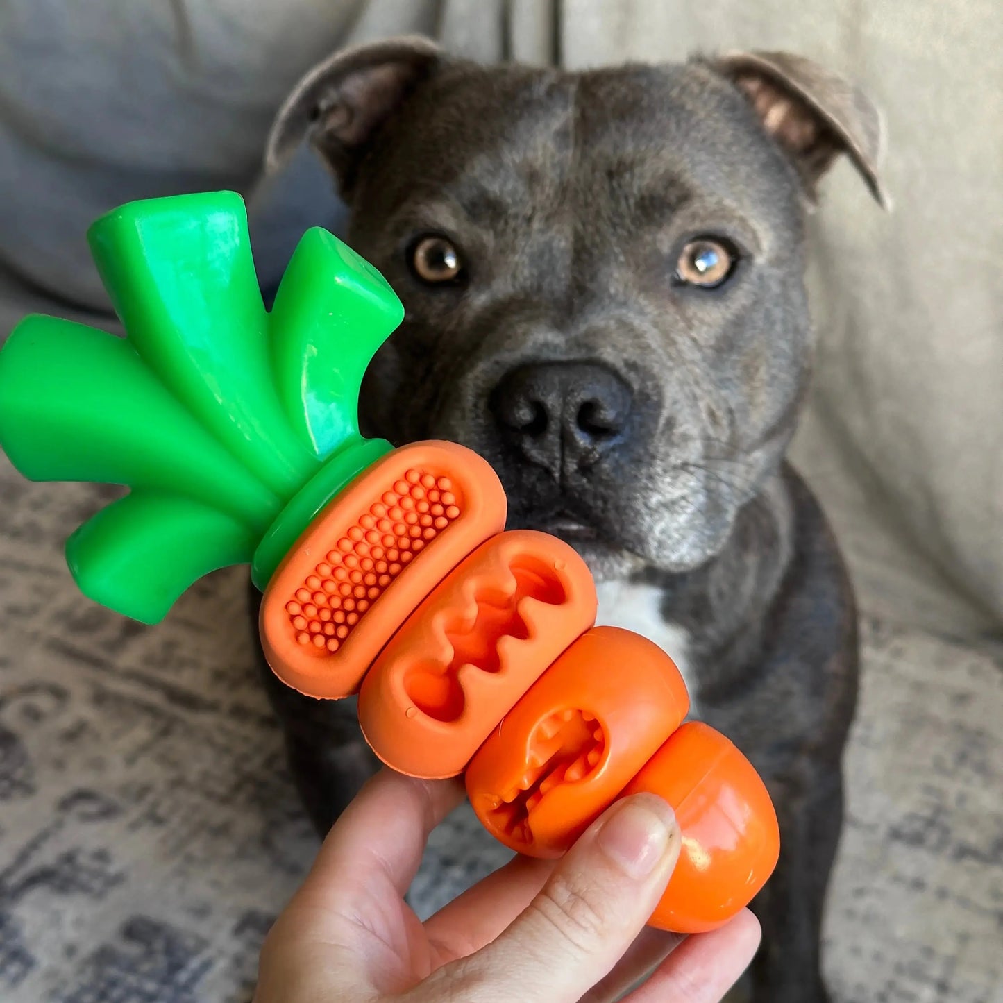 Chomp Carrot - The Happy Staffy Co.