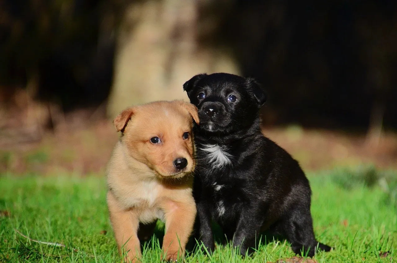 Image Private Training Classes Getting ready for a new pup to join your family – Online Consultation