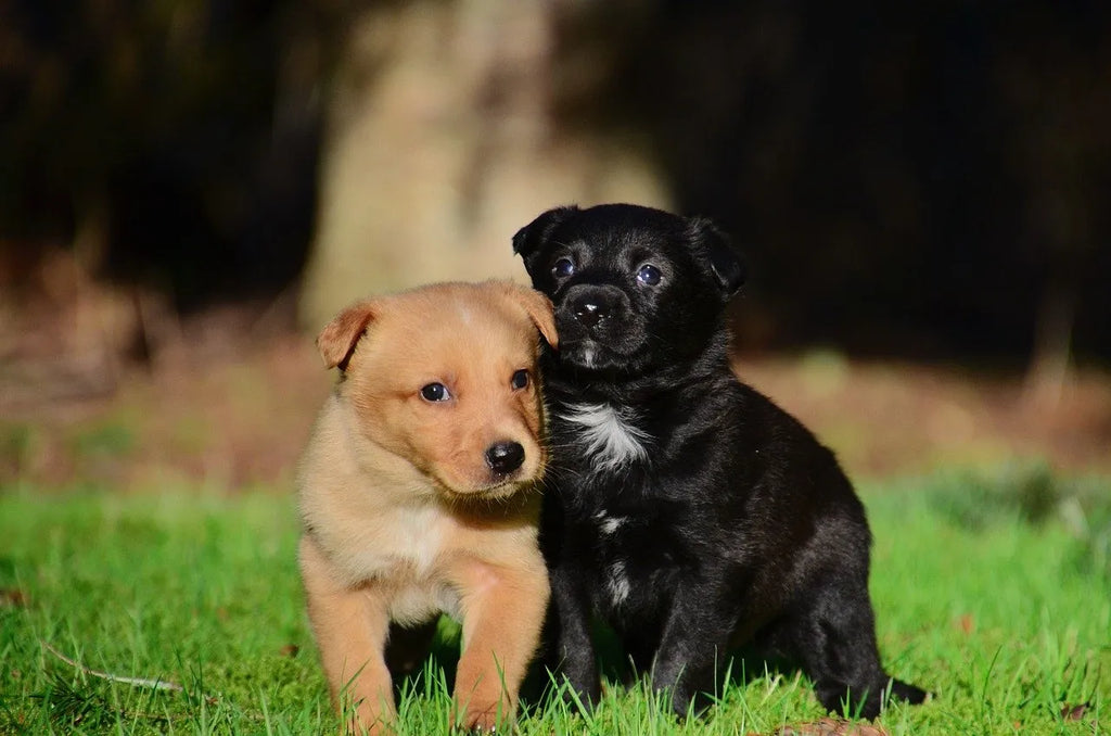 Image Private Training Classes Getting ready for a new pup to join your family – Online Consultation