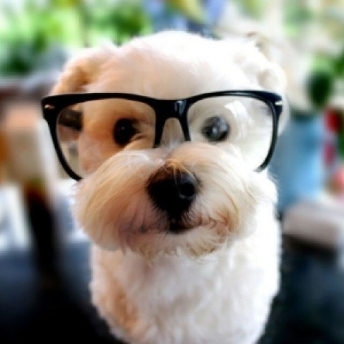 Puppy Smarts – 1st November at 11.30am