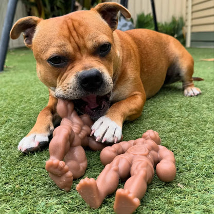 Staffy Schwarzenegger- The Happy Staffy Co.