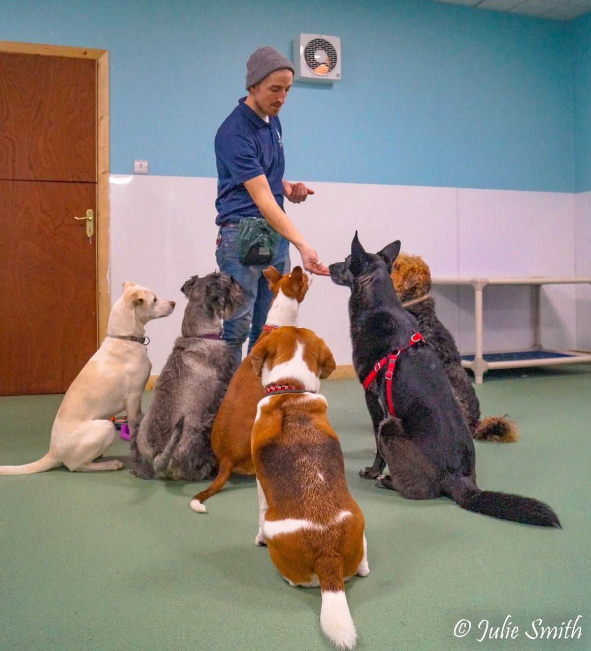 Dogs Treining Training – Positive Dog Training