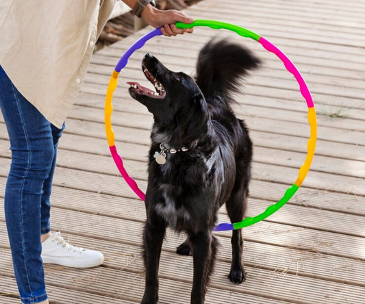 Trick Training Masterclass - Saturday 16th May 10am - 12 noon