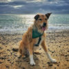 Positive Dog Training - In-Line Dog Harness Beach